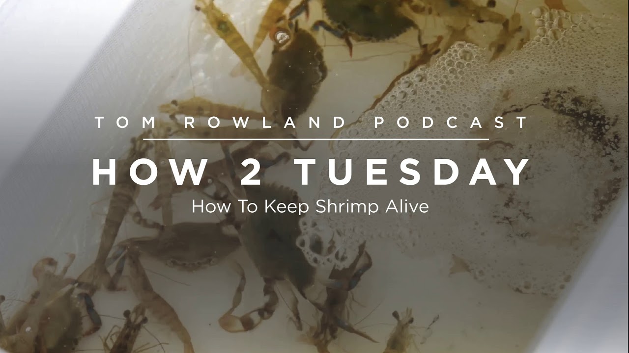 How to keep live shrimp alive overnight — Tom Rowland Podcast Ep. 55
