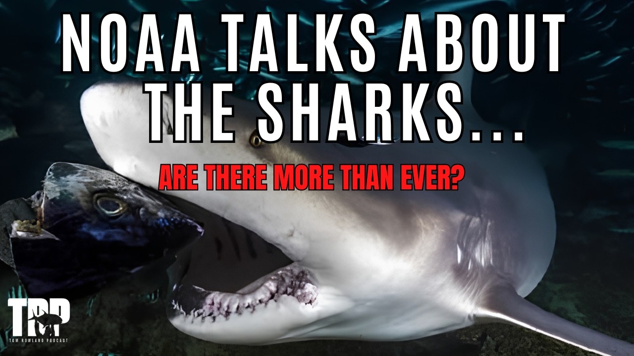 Dr. John Carlson on Florida's shark debate, depredation and sawfish recovery