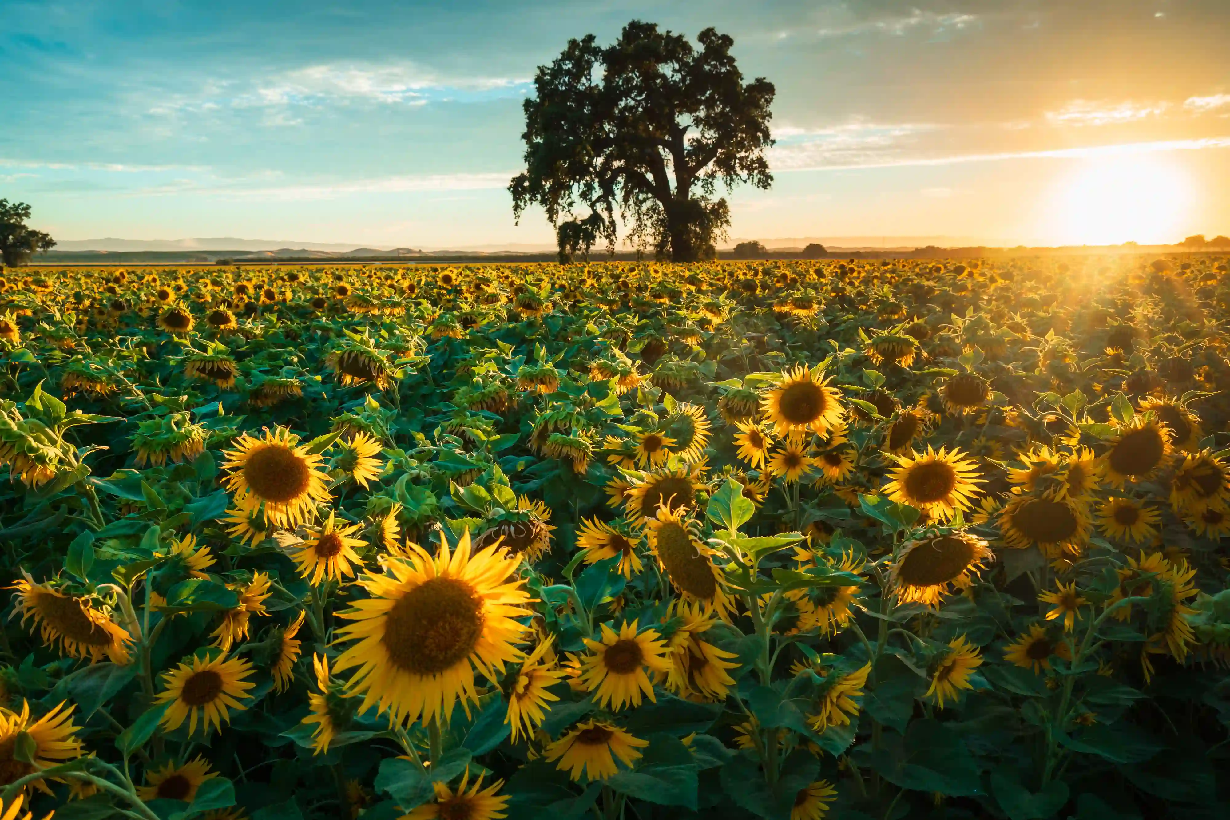 A field of sun flowers in yolo county