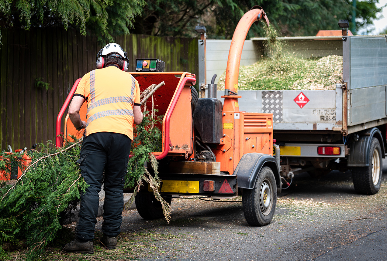 Tree debris chipping and site clean-up after tree removal in Wellington