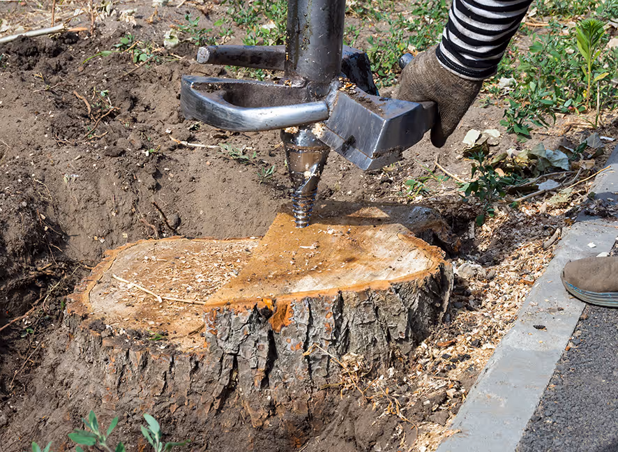 Safety check for underground pipes and cables before stump grinding in Wellington