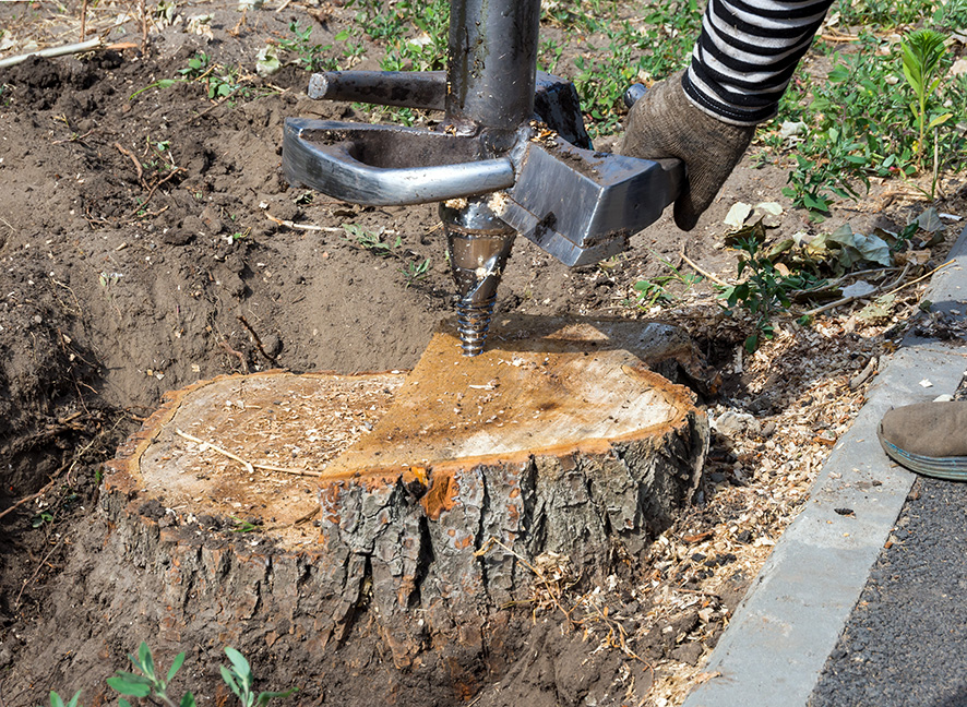 Safety check for underground pipes and cables before stump grinding in Wellington