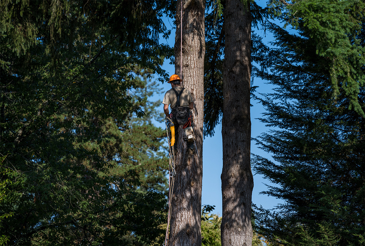 Tree Rangers arborist assessing site risk and fall zone before tree felling