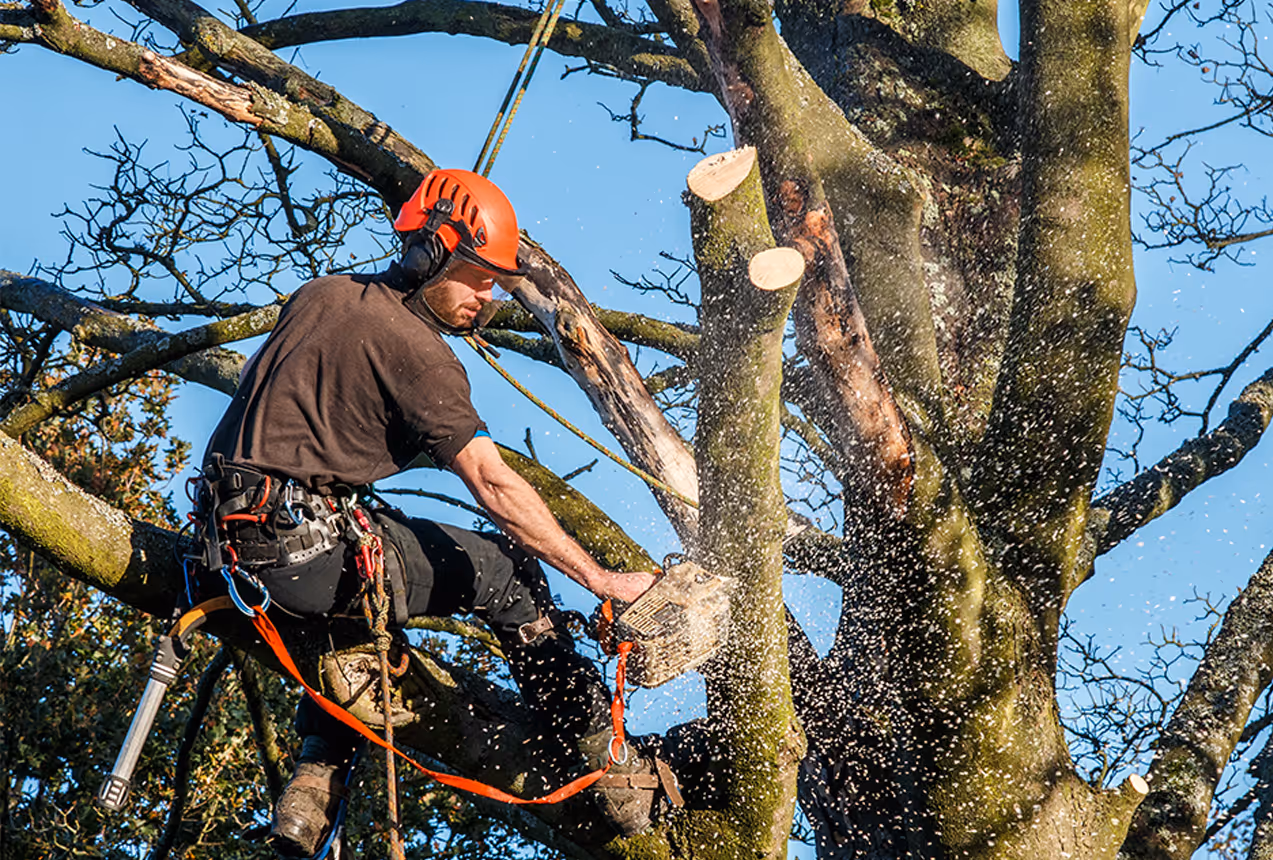 Precision tree felling using directional cuts and rigging in Wellington