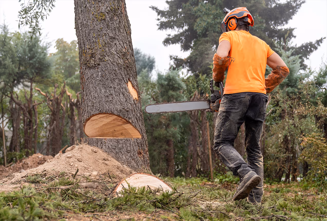 Certified arborist performing safe controlled tree removal in Wellington