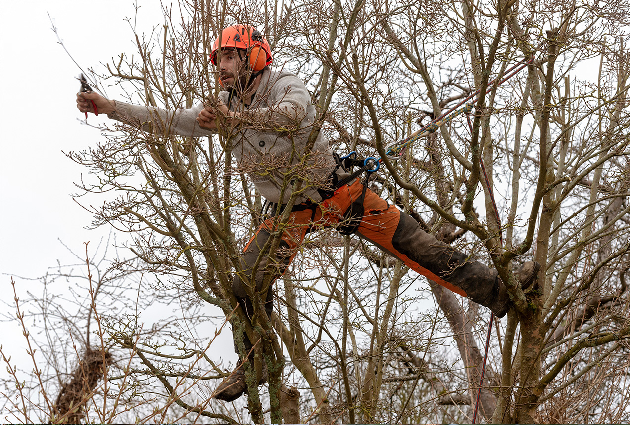 Certified arborist making precision pruning cuts on Wellington tree