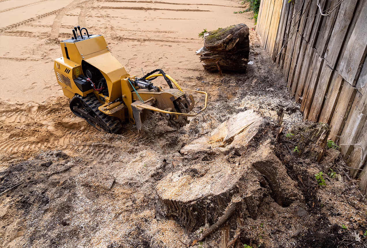 Tree Rangers arborist assessing stump size and garden access for removal quote