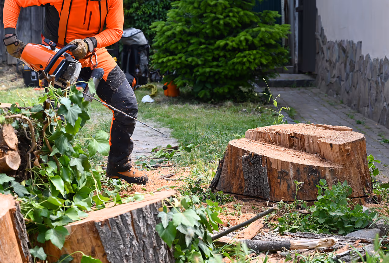 Professional stump grinding in Wellington — stump being reduced below ground level