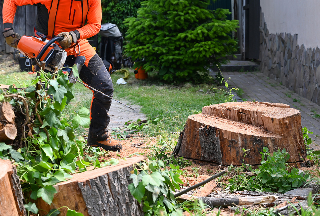 Professional stump grinding in Wellington — stump being reduced below ground level