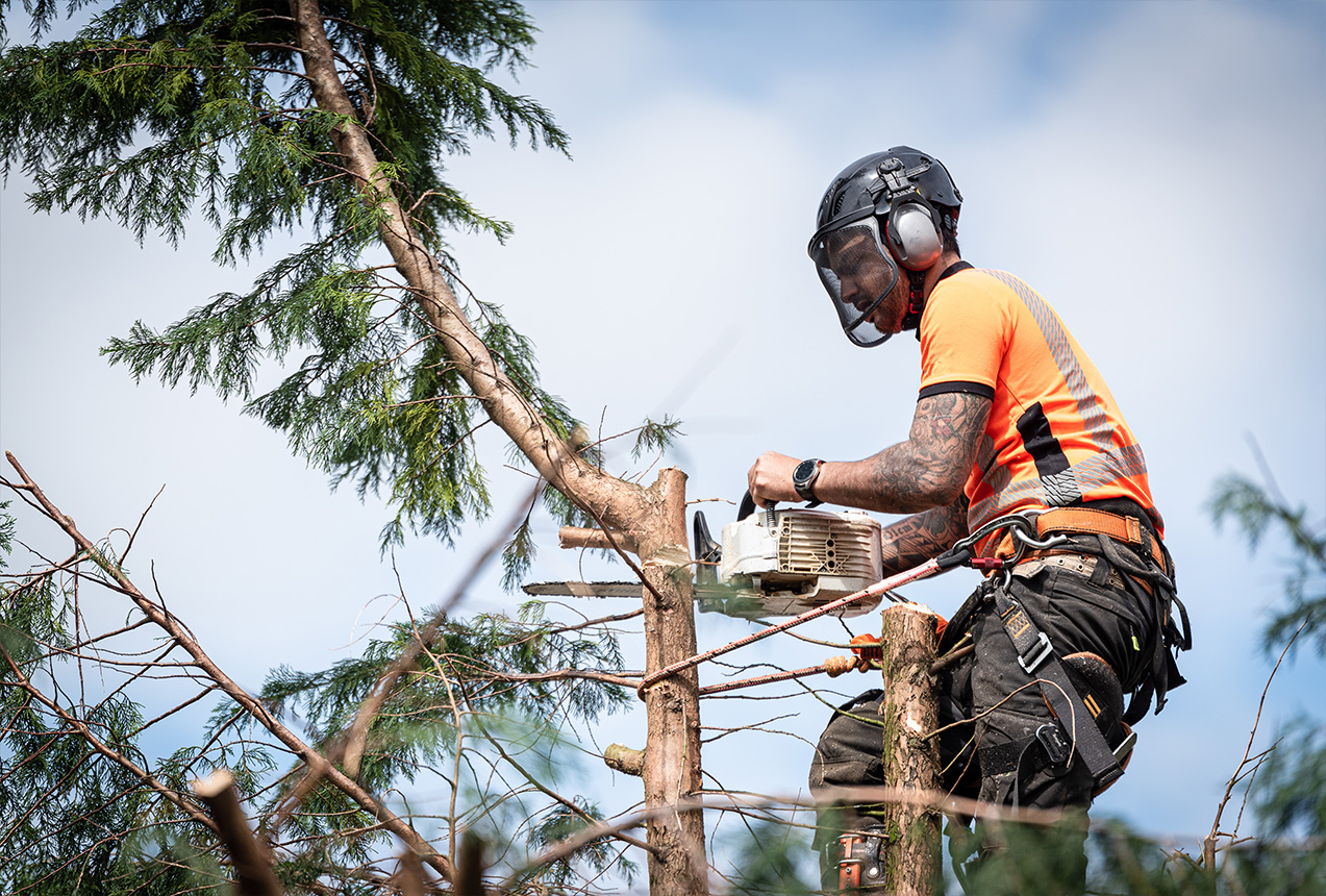 Arborist planning felling direction and setting up escape routes for safe controlled felling