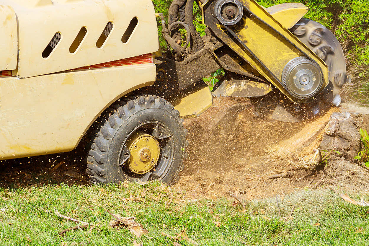 Stump grinder reducing tree stump to wood chip below ground level in Wellington