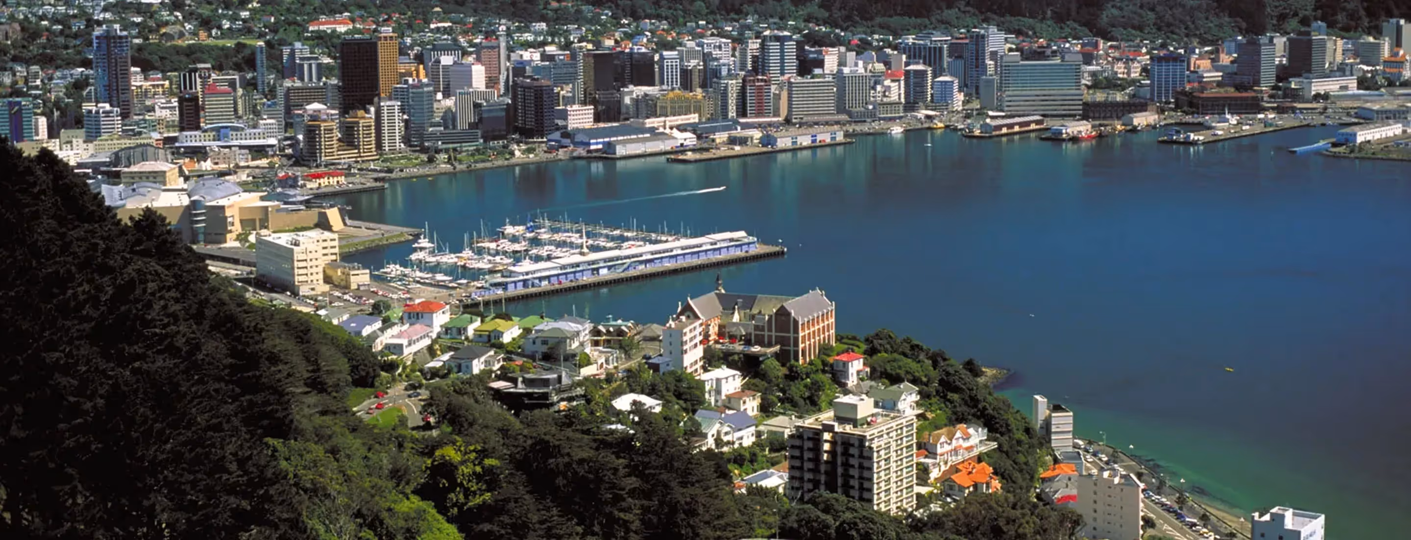 Wellington arborist services — Tree Rangers serving tree removal and pruning across the capital