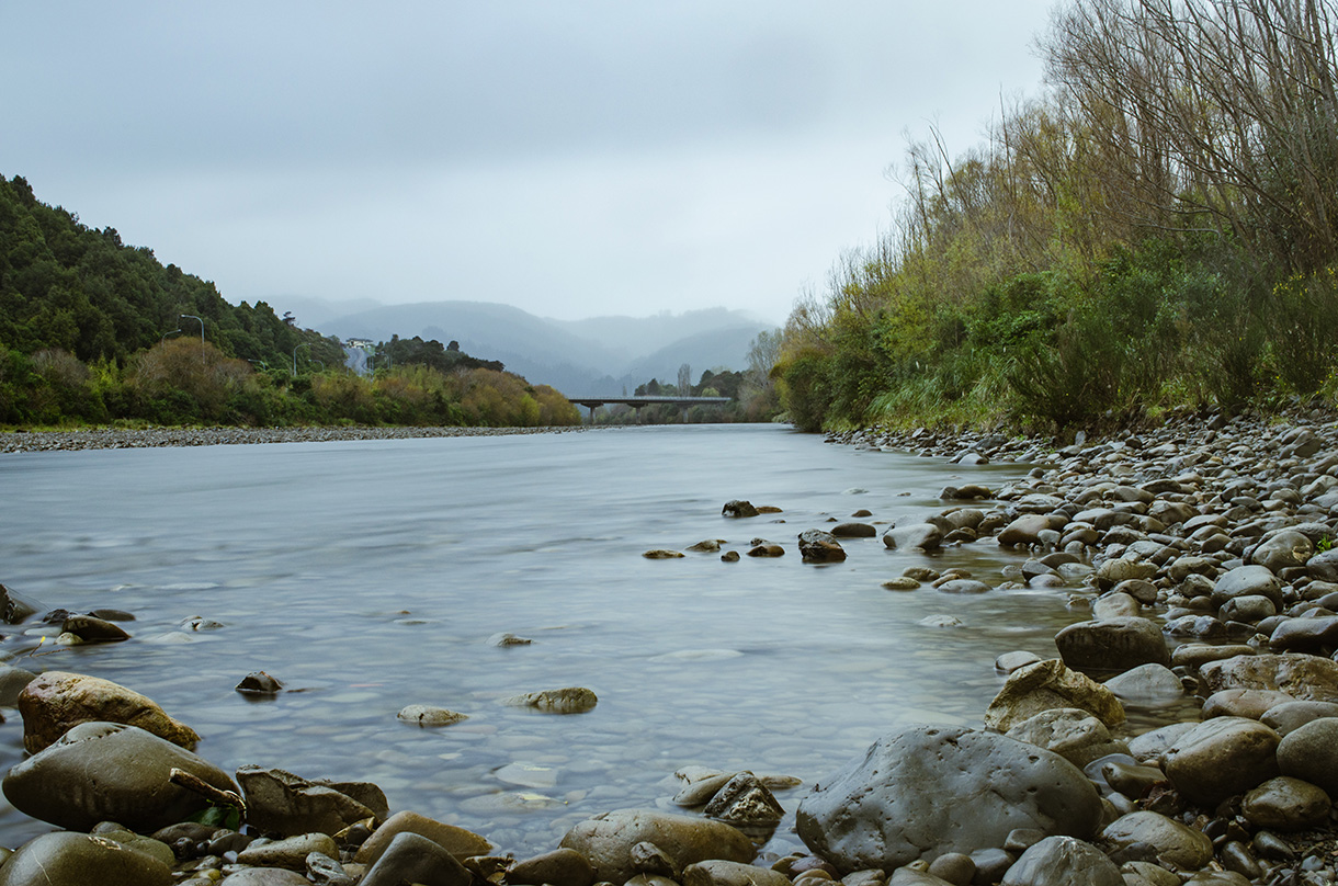Upper Hutt residential property with mature trees serviced by Tree Rangers arborists