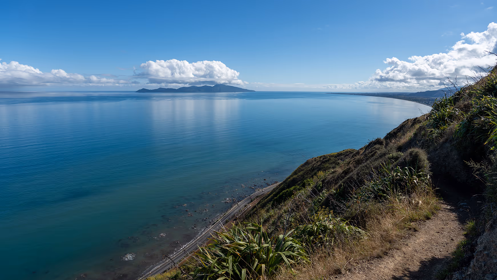 Coastal tree care on the Kapiti Coast for salt spray and wind-exposed properties