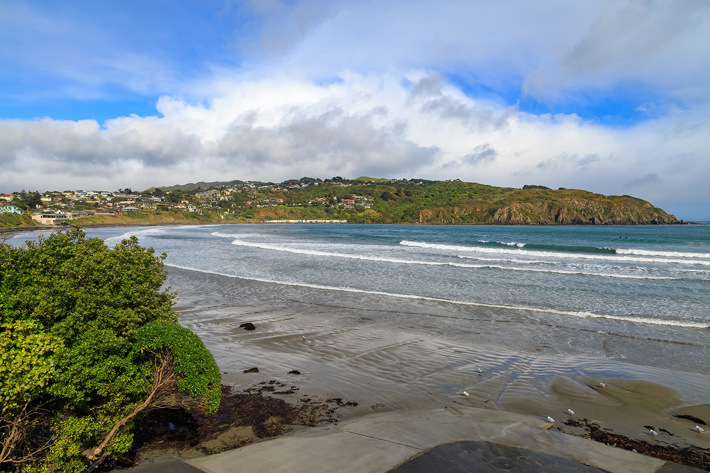 Coastal Porirua property with salt spray and wind-exposed trees requiring regular arborist care