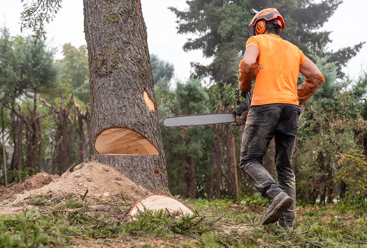 Controlled dismantling of a fallen tree using rigging