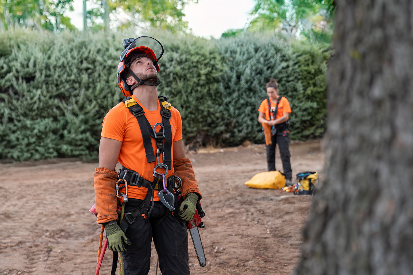Arborist assessing a storm damaged tree before any cutting begins