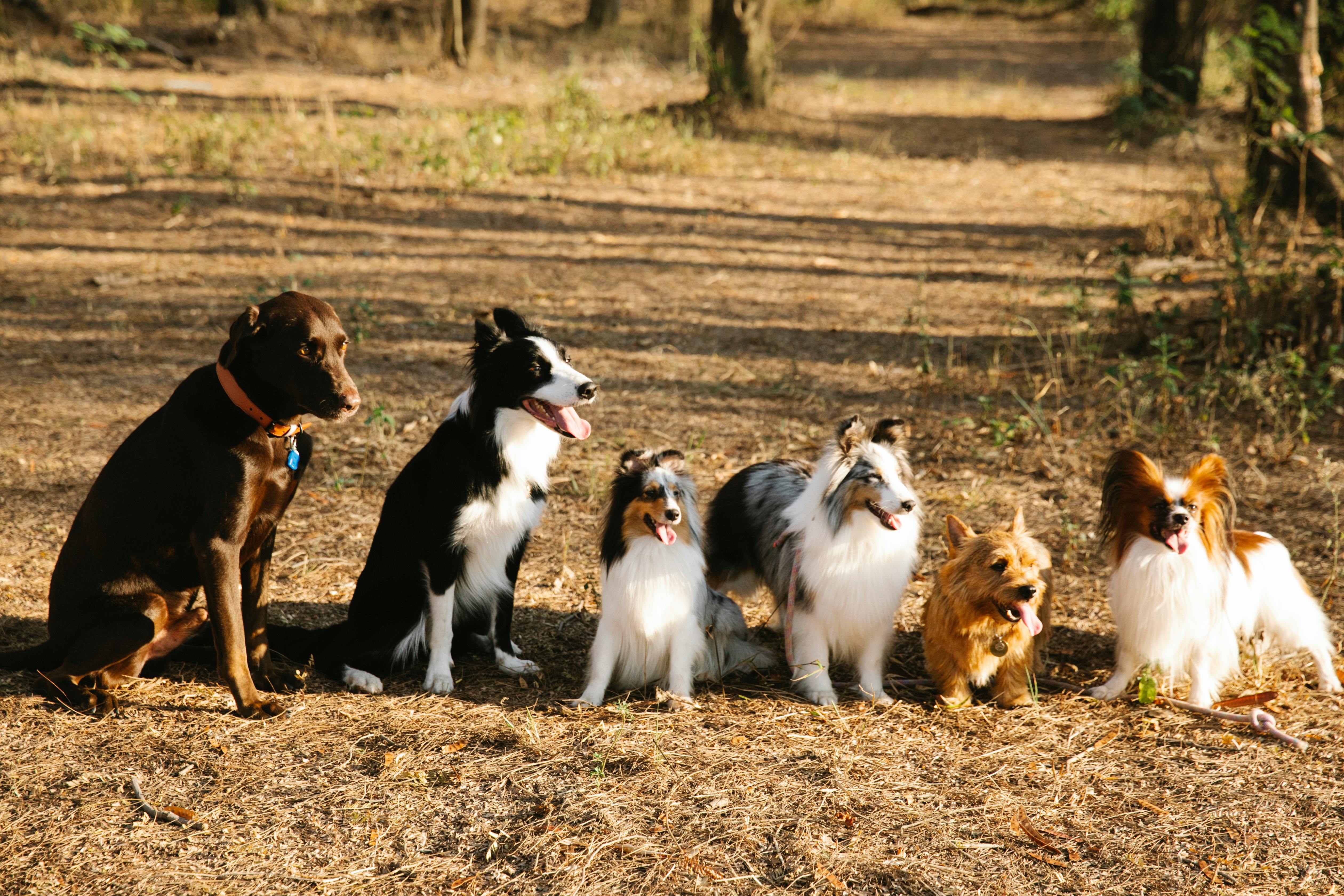 Six dogs of various breeds sitting in a row on a forest path with dry leaves and sunlight.