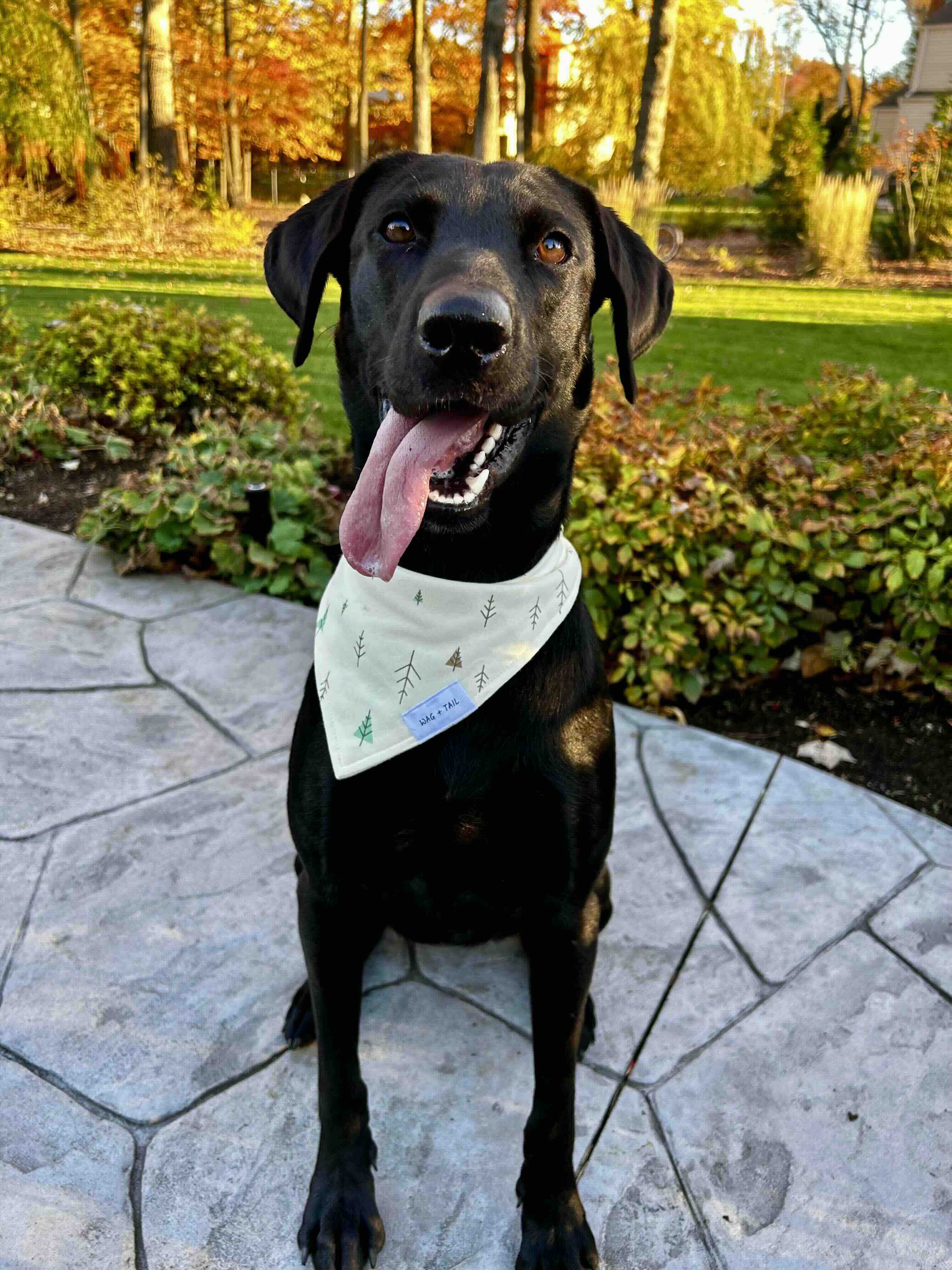 Black dog sitting on a stone path with its tongue out, wearing a light bandana with tree designs in a garden with autumn foliage.