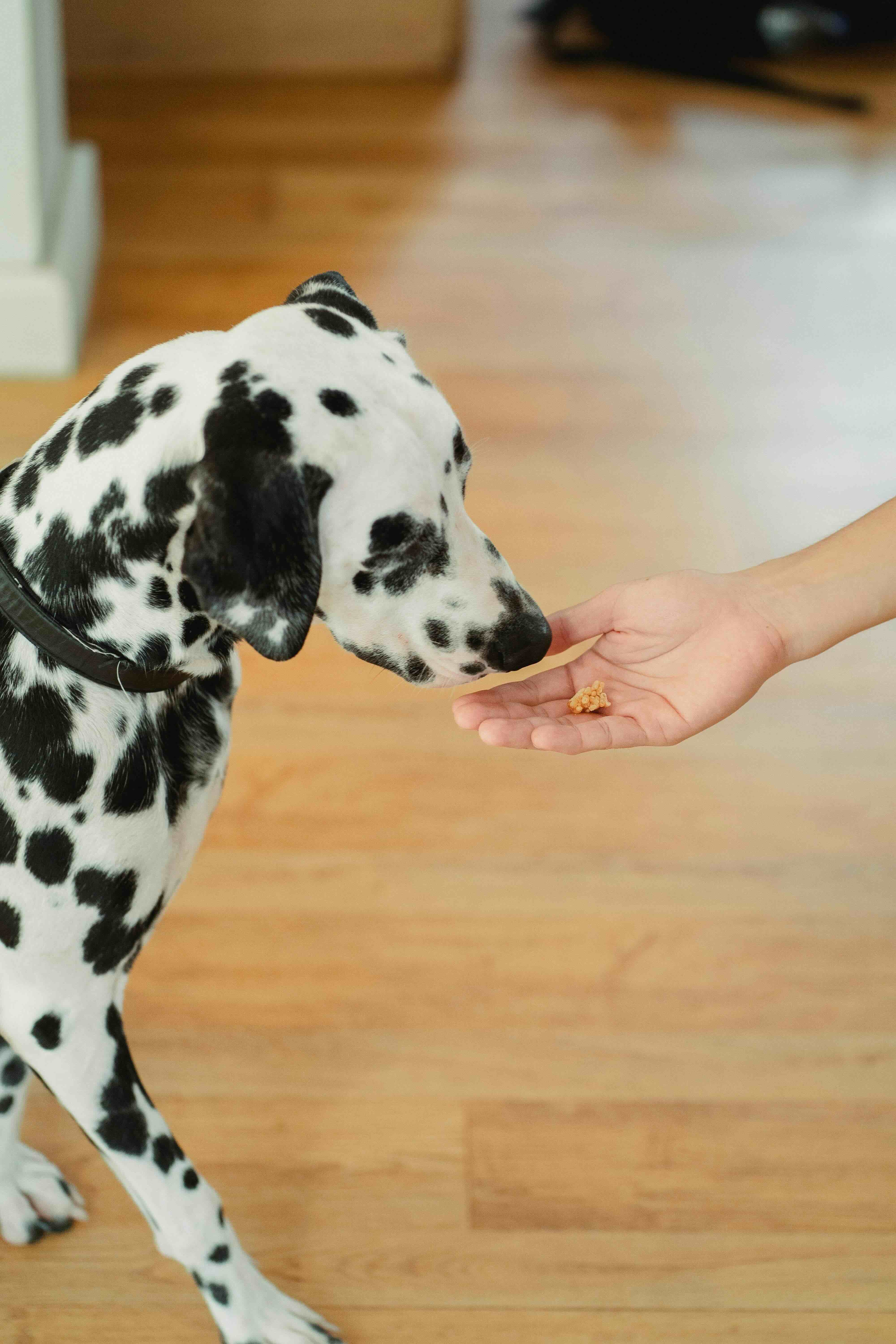 Dalmatian dog sniffing a treat held in a person's outstretched hand indoors on a wooden floor.