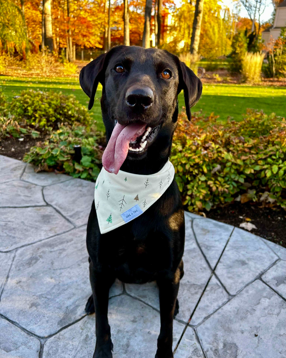 Black dog sitting on a stone patio with its tongue out wearing a white triangular bandana with small tree patterns, with green grass and autumn-colored trees in the background.