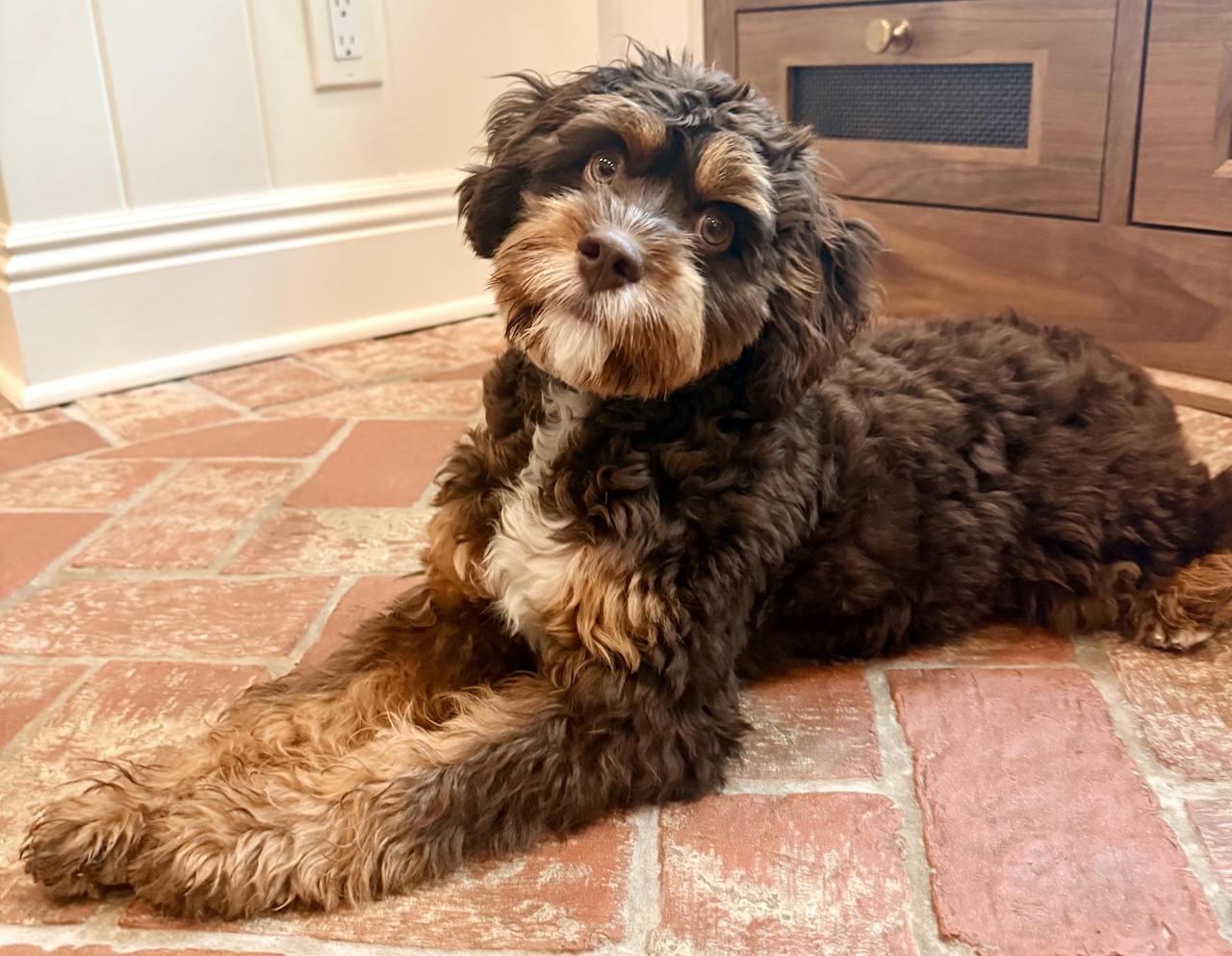 Curly-haired brown and tan dog with white chest lying on a red brick floor indoors, looking up with a tilted head.