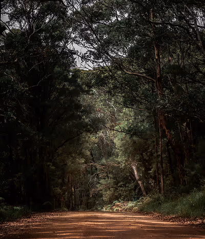 Dirt road cutting through a dense forest with tall trees and shaded greenery.