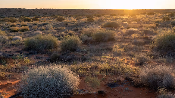 Sunset over a dry desert landscape with scattered grassy bushes and reddish soil.