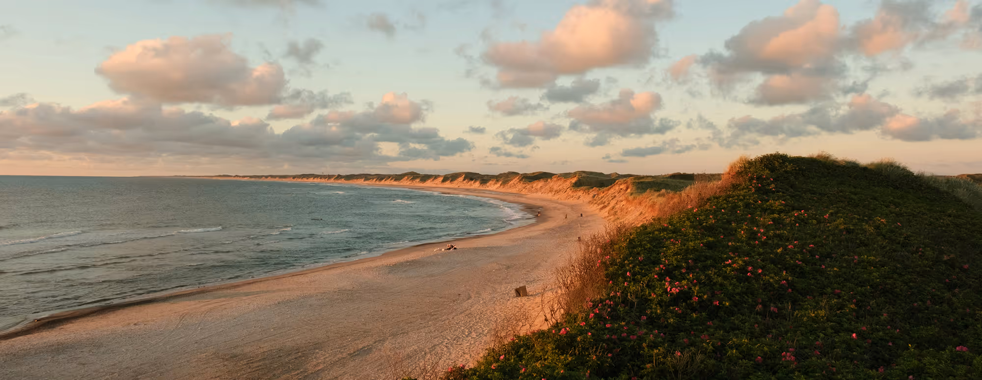 Curved sandy beach at sunset with gentle waves and grassy dunes dotted with small pink flowers.