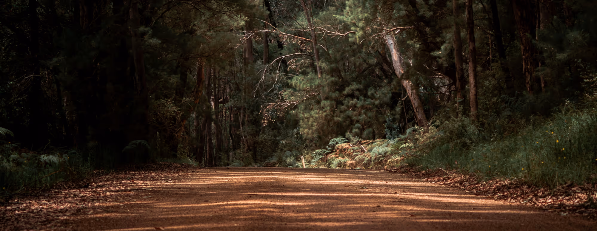 Sunlit dirt road surrounded by dense green forest with trees and ferns.