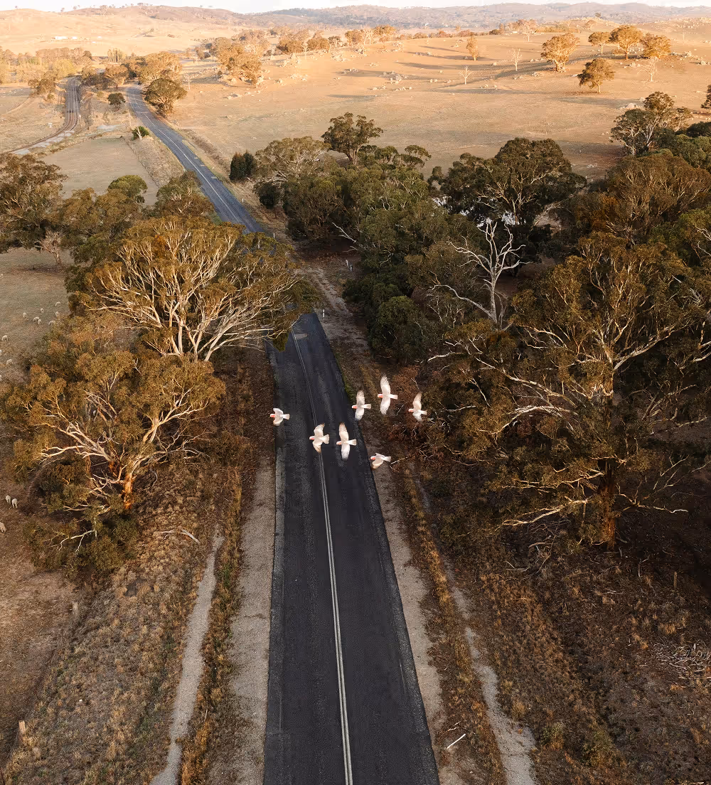 A narrow paved road runs through a dry, grassy landscape with scattered trees and a flock of six white birds flying above it.