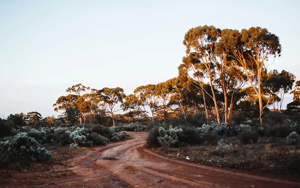 Dirt road winding through shrubland with tall trees lit by warm sunlight against a clear sky.