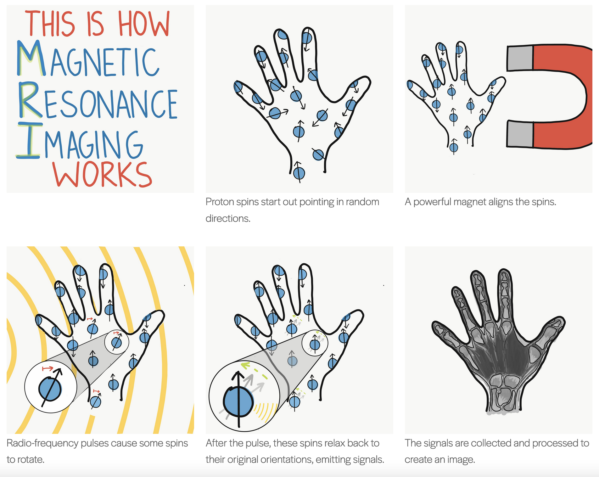 Image explaining how MRI imaging works at the molecular level - Credit: Shivani Mattikalli/The Quantum Atlas