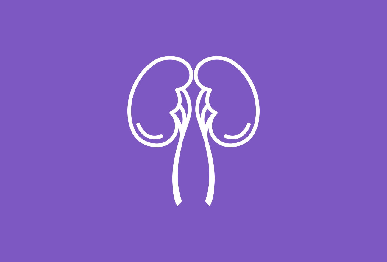 White line icon of kidneys on purple background, medical illustration