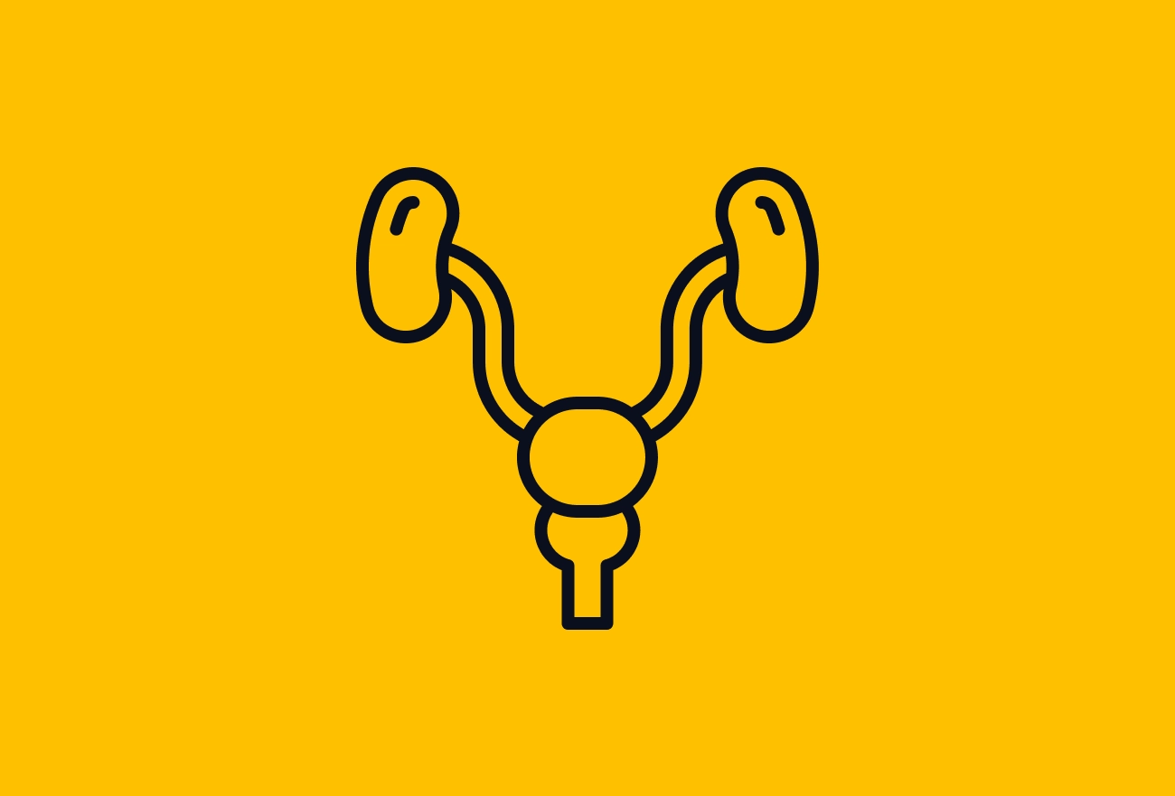Dark blue line icon of bladder and urethra on bright yellow background, medical illustration