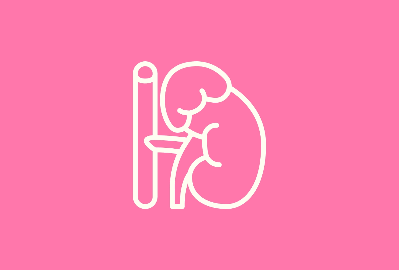 White line icon of kidneys with ureter on bright pink background, medical illustration