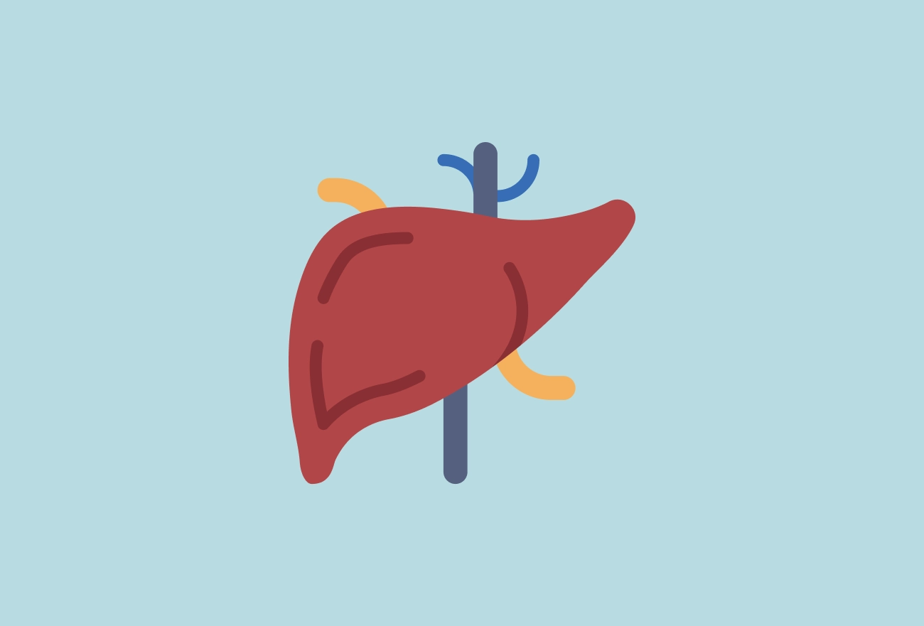 Red liver organ with blue blood vessels and orange arteries on light blue background, medical illustration