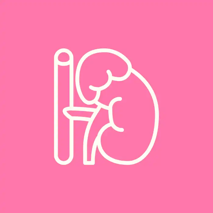 The Adrenal Glands and the Endocrine System