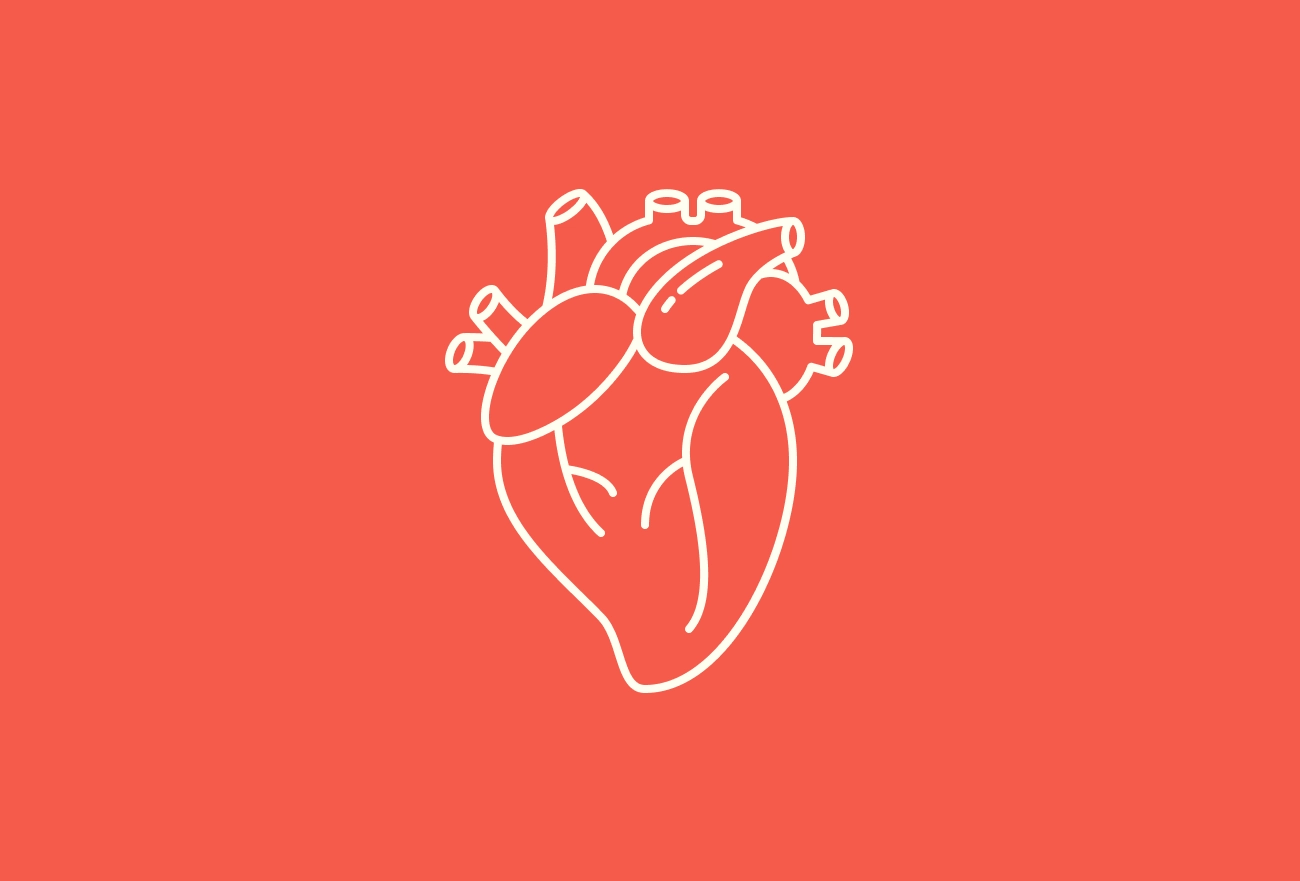 White line drawing of human heart anatomy on coral background
