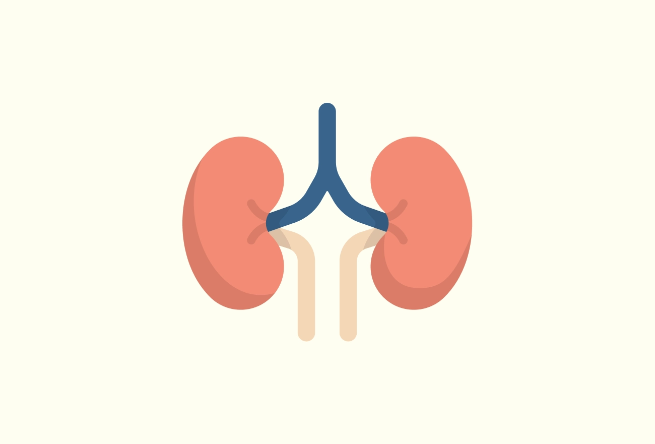 Stylized kidney and ureter illustration in coral and blue on cream background