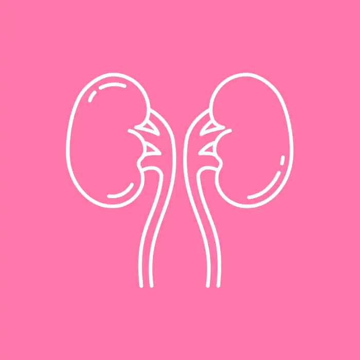 What Does the Kidney Nephron Do?