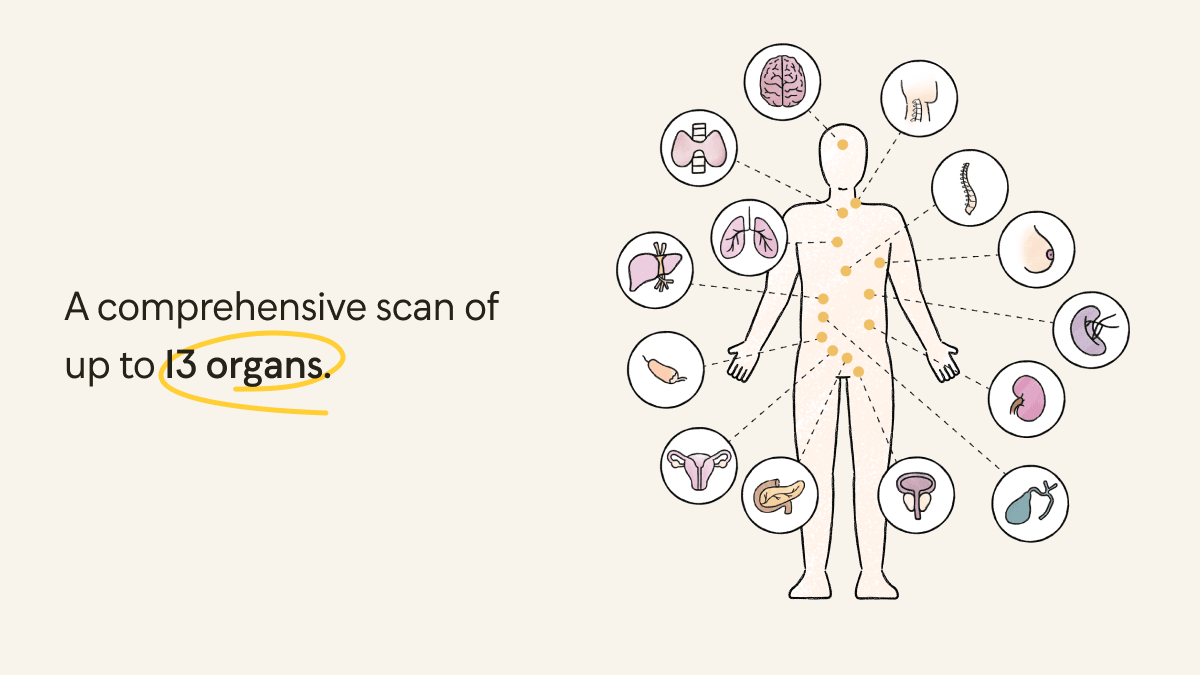 illustration of the 13 organs scanned by Ezra