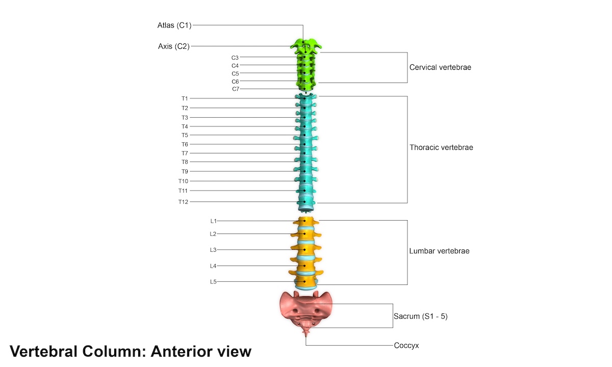 Anatomical diagram showing vertebral column with cervical, thoracic, lumbar vertebrae, sacrum, and coccyx labeled