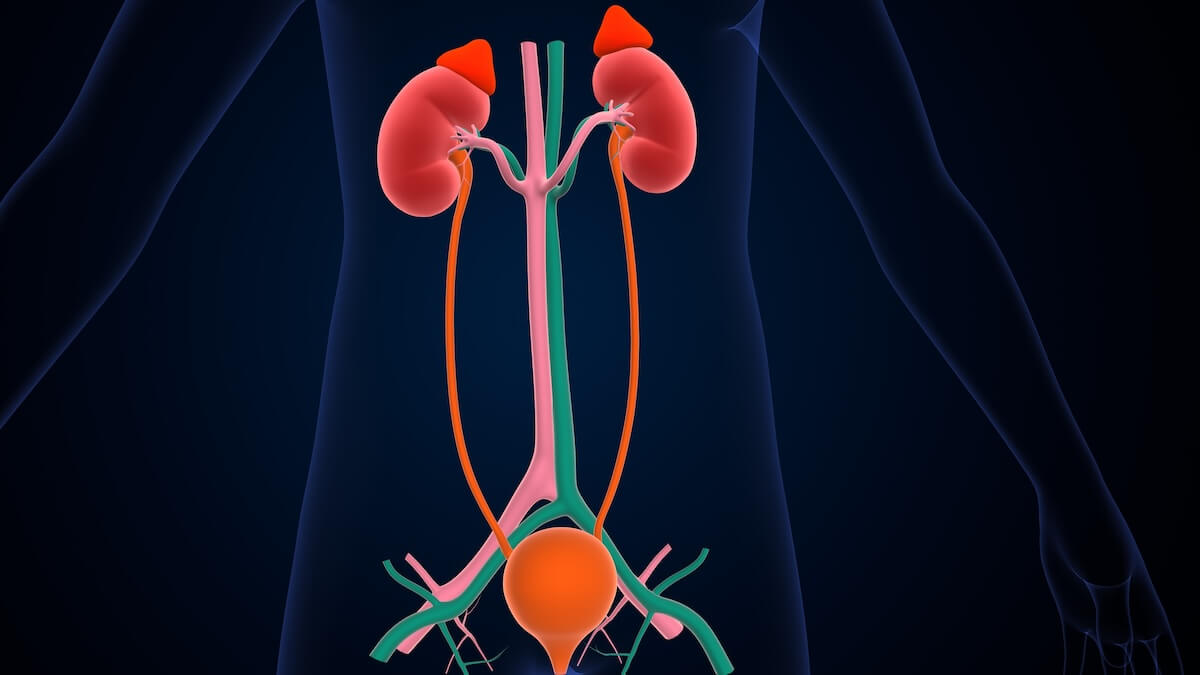 Adrenal gland function: urinary system