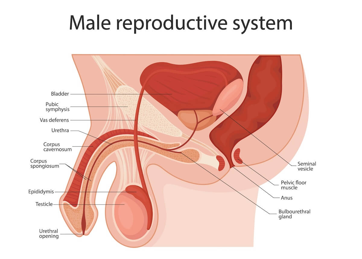 Anatomical diagram showing labeled cross-section of male reproductive system with internal and external organs
