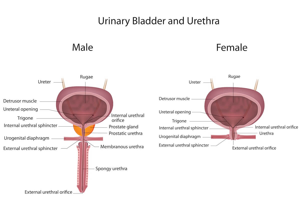 Anatomical diagram comparing male and female urinary bladder and urethra structures with labeled parts