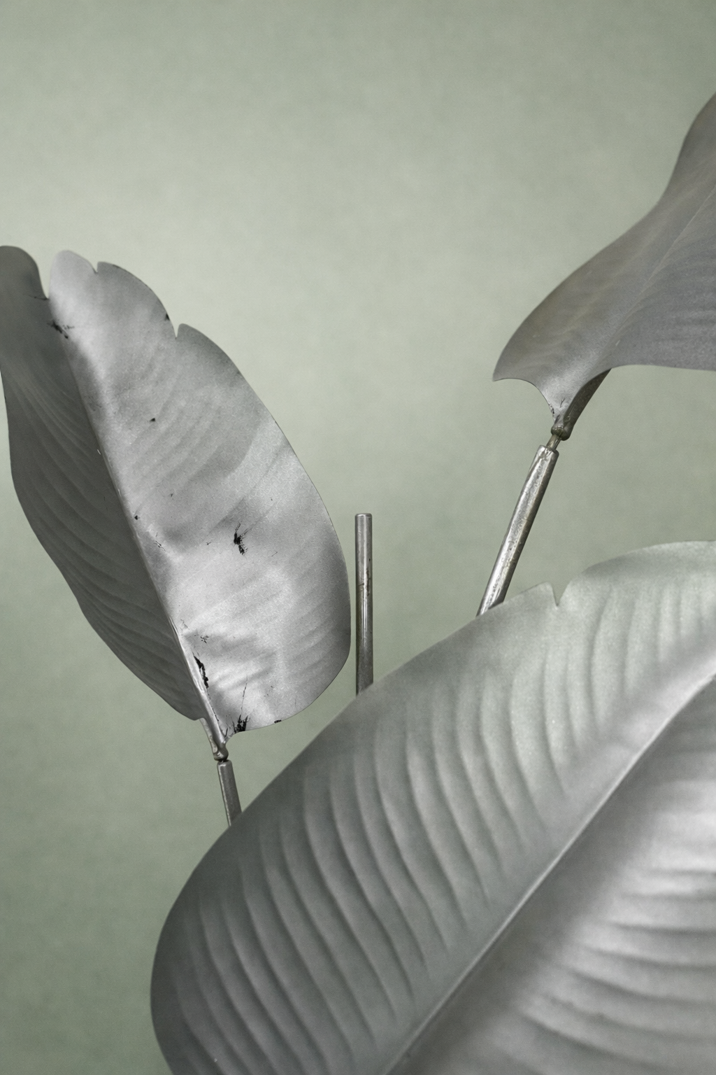 plante bananier argent