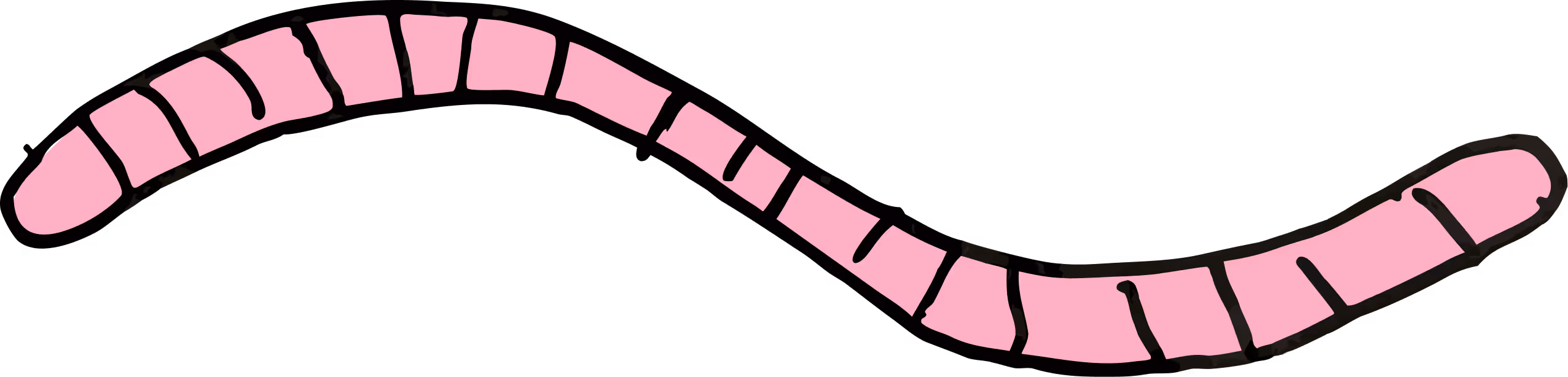 Illustration of a pink segmented earthworm with black outlines on a transparent background.