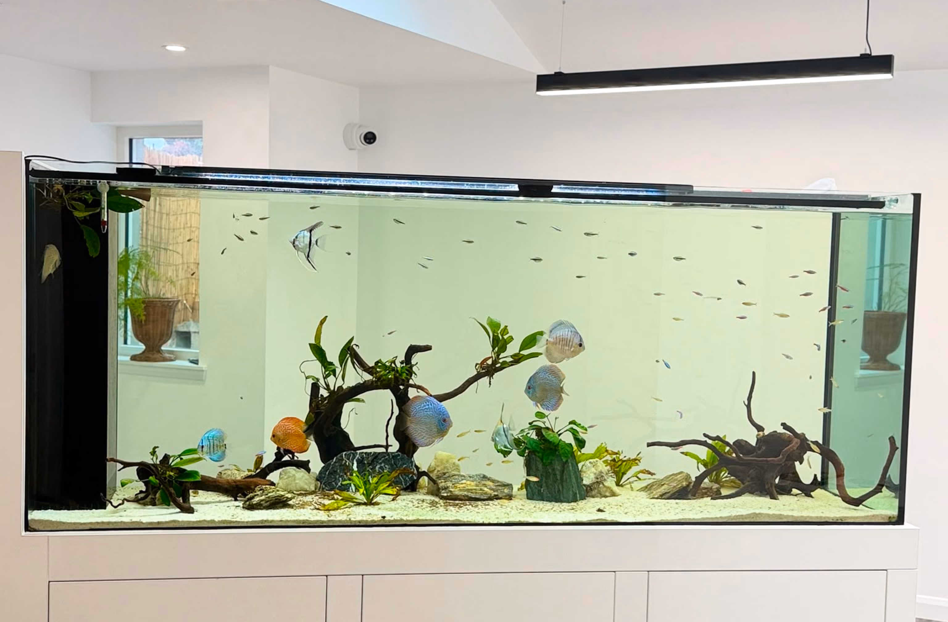 Large freshwater aquarium with colorful discus fish, plants, rocks, and driftwood inside a modern room.