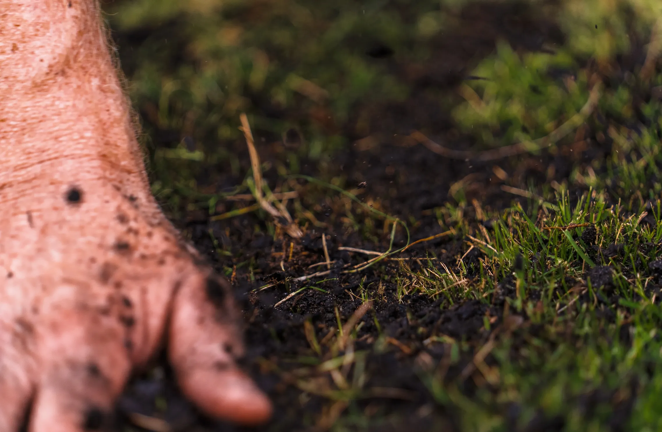 Lawn Top Dressing Mix